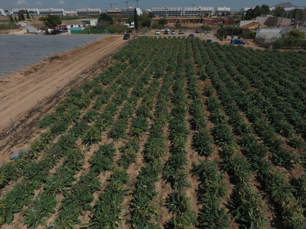 Foto aérea de campos de alcachofas